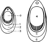 Spinner Blade Size Chart